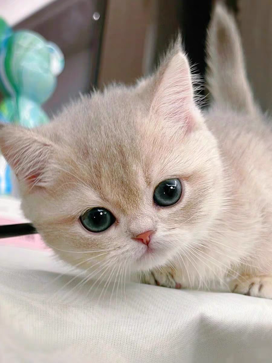 猫舍直销批发价格出售曼基康矮脚猫